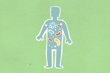 Quels sont les pouvoirs du microbiote ? (photo d'illustration).