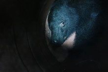 Un ours aperçu à Ina dans la préfecture de Nagano au Japon