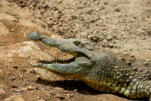 Un crocodile du Nil (illustrationà