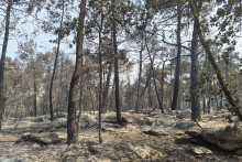 Une zone brûlée de la forêt de Fontainebleau, le 14 juillet 2026. (Illustration)