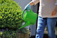 Une femme en train d'arroser ses plantes dans son jardin. (Illustration)