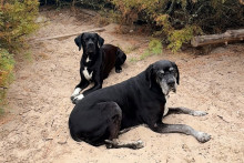 Hermès, chien miraculé retrouvé en mer par une ostréicultrice après les évacuations en Gironde.