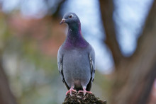 Roost Social, la nouvelle application qui remet au goût du jour le "pigeon voyageur".