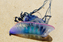 Une physalie, animal marin venimeux, sur le sable de la plage du Porge
