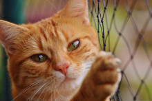 Un chat dans une cage. (Illustration)