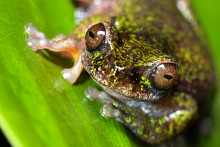 Vue d'une "Rana de las nacientes" (Isthmohyla nacientes), une espèce de grenouille récemment découverte, à San Jose, Costa Rica, le 6 août 2026.