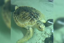 Rhossi la tortue, secourue après s'être échouée sur une plage du Pays de Galles.