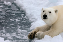 Un ours polaire en Arctique (photo d'illustration)