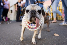 Jinny Lu wins a remporté la première place du concours du "chien le plus moche du monde" vendredi 14 août 2026 à Santa Rosa, en Californie.