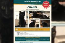 Chanel, la chatte de la famille originaire des Yvelines, est portée disparue depuis le 8 août dernier.