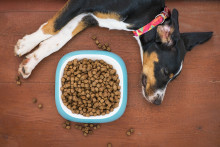 Un chien endormi à côté d'une gamelle avec des croquettes. (Illustration)