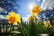 Le soleil tape sur les fleurs en Allemagne