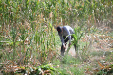 Un agriculteur récolte du maïs ravagé par la sécheresse à Tecoluca, dans le département de San Vicente, au Salvador, le 26 août 2026.