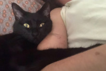 Chanel, la chatte perdue sur une aire d’autoroute en Isère, a été retrouvée samedi 5 septembre 2026.