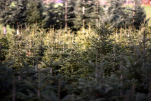 Une plantation de sapins de Noël à Brassy, ​​dans le Morvan. (Illustration)
