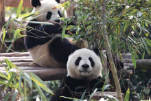 Des pandas photographiés dans l'enclos de leur zoo à Chengdu en Chine, le 5 décembre 2025