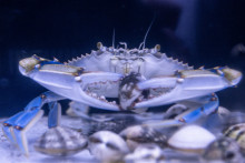 Un crabe bleu se nourrit de palourdes dans un aquarium du laboratoire de l'Institut méditerranéen d'océanographie (MIO) à Marseille