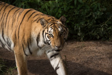 Un tigre de Sibérie dans une réserve animalière chinoise en 2017.