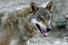 Un loup (illustration).