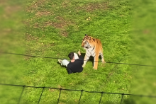 samedi, un homme est entré dans l'enclos des tigres au Yorkshire Wildlife Park