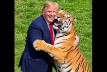 Une vidéo en IA de Donald Trump avec un tigre.