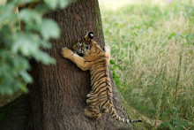 Un tigre au Yorkshire Wildlife Park au Royaume-Uni