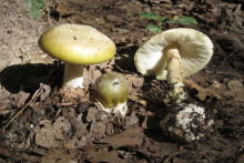 Toxiques, les Amanites Phalloïdes peuvent facilement se confondre avec des champignons comestibles.