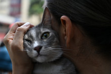 Et si votre chat aimait surtout les caresses quand il en a décidé ? (Illustration)