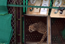 Un guépard en Inde (image d'illustration)