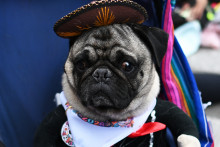 Un chien participant à une Dog Parade à Mexico