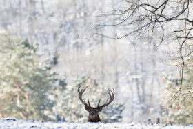 Illustration d'un cerf, ici à Han-sur-Lesse, en Belgique, en février 2021