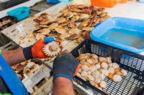 Des coquilles Saint-Jacques (illustration)