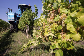 Vendanges dans un vignoble bordelais (illustration)