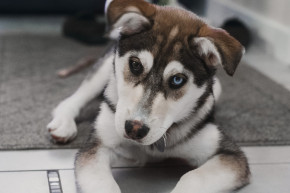 Un jeune chien de race husky (photo d'illustration).