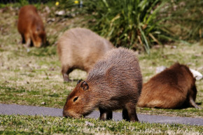 Capybara en Argentine 