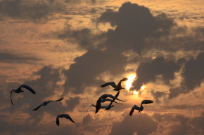 Des oiseaux migrateurs (Illustration).