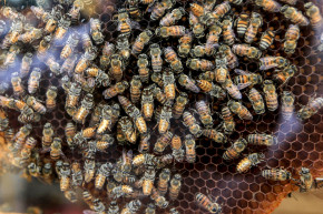 Un groupe de touristes en Guyane a été attaqué par un essaim d'abeilles tueuses.