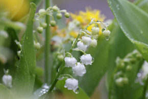 Un brin de muguet (photo d'illustration).