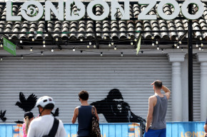 Des personnes regardent une œuvre du street artist Banksy, la neuvième publiée en neuf jours, représentant un gorille libérant des animaux, sur la devanture d'un volet roulant à l'extérieur du zoo de Londres, le 13 août 2024.