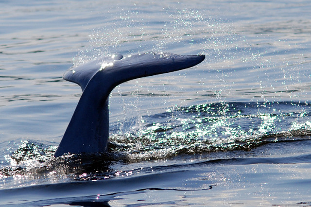 La baleine bleue est l'une des espèces les plus menacées par la sixième extinction (illustration).
