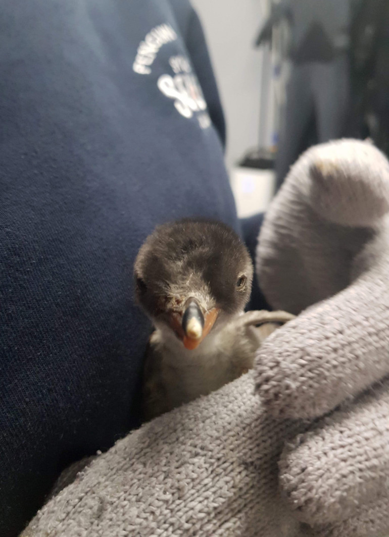 Australie Quand Deux Pingouins Males En Couple Couvent Un Bebe Et L Adoptent