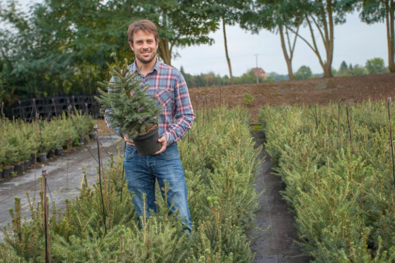 Comment commander son sapin de Noël en ligne