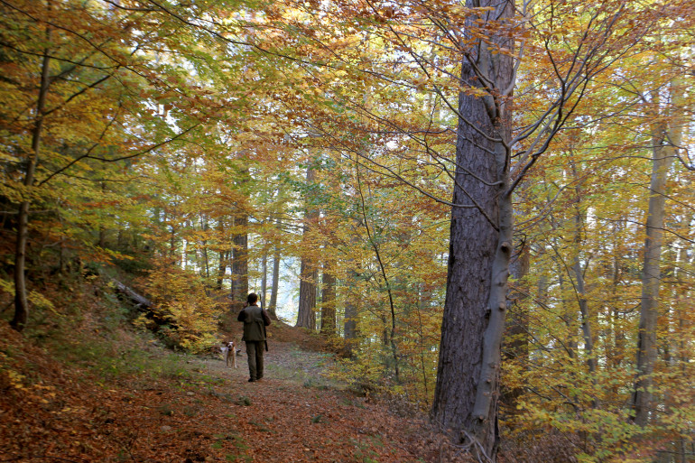 Une forêt (illustration)