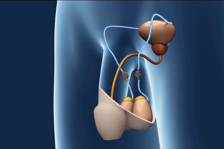 Contraception masculine : un bouton on/off pour contrôler son ...