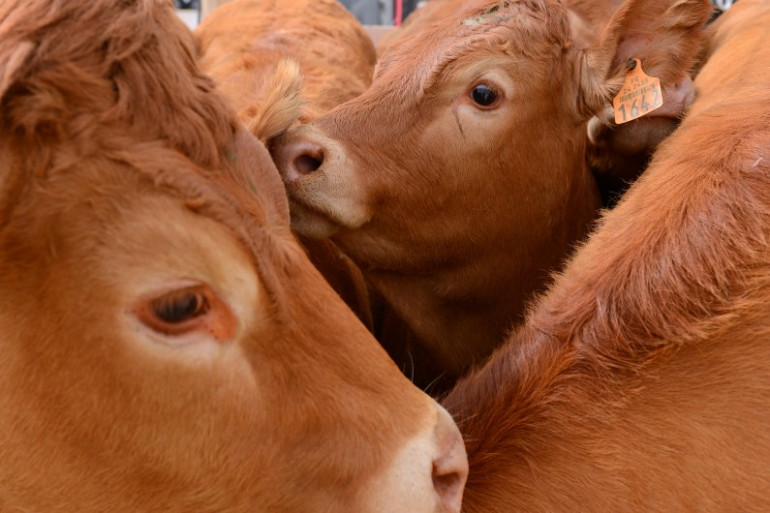 Des vaches dans un élevage (illustration)