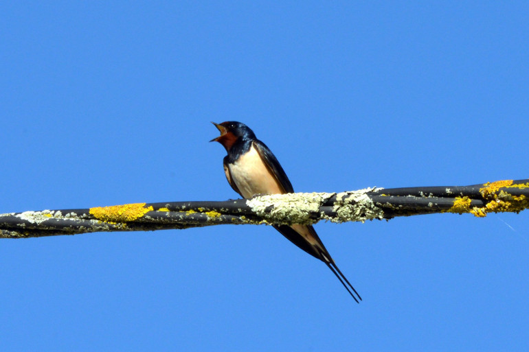 Une hirondelle (illustration)