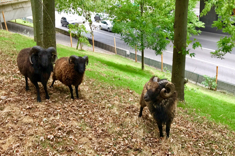 Des moutons au bord du périphérique parisien