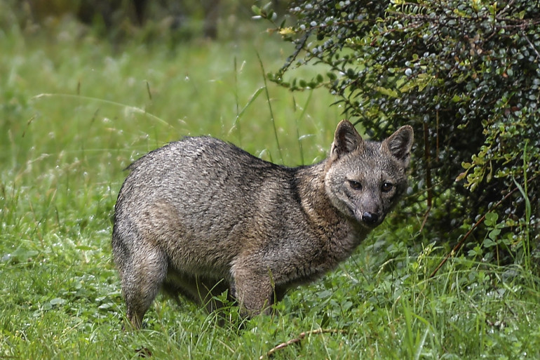 Un renard des bois, aperçu à l'état sauvage à 50km de Bogota (Colombie), le 16 mai 2020.