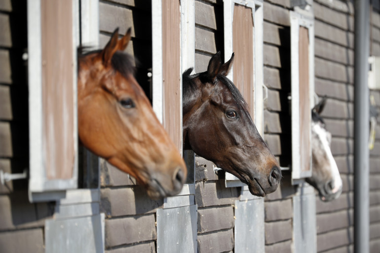 Des chevaux, le 20 mai 2020, à Hamslemere (Royaune-Uni)