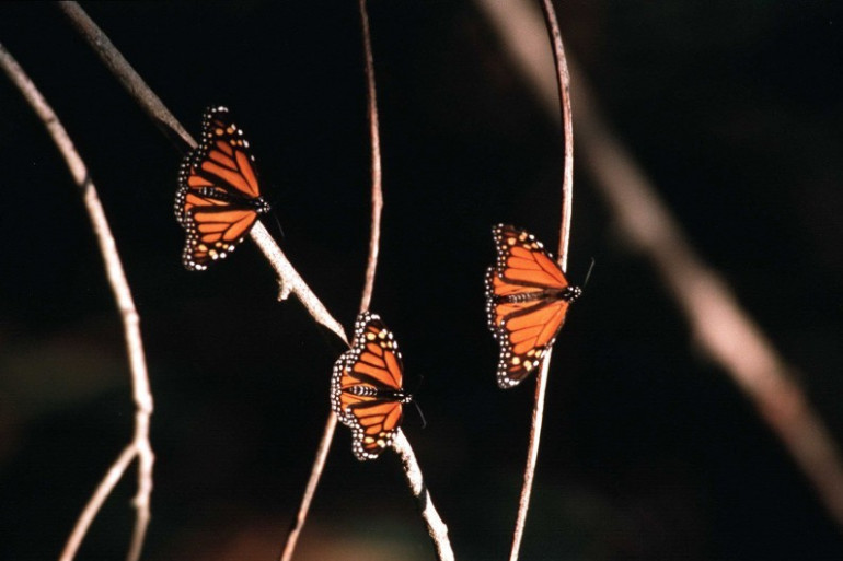 Des papillons monarques (illustration)